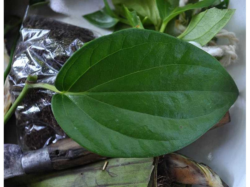 -betel leaf-even ribs
